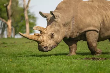White rhino adult in paddock at Whipsnade Zoo