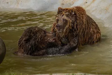 Bears laying at the Zoo - European brown bears