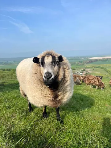 Badger Face Sheep on the SSSI at Whipsnade zoo