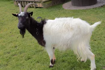 Bagot Goat at Whipsnade zoo