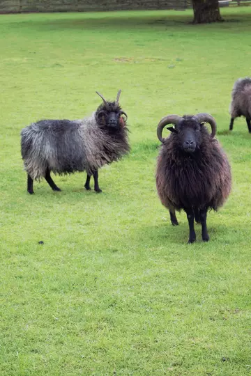 Hebridean sheep at Whipsnade zoo