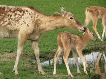 Doting Pere David mum cleans her fawn at Whipsnade Zoo