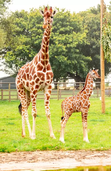 Newly born giraffe calf standing alongside his mother, Luna, in their Whipsnade home.