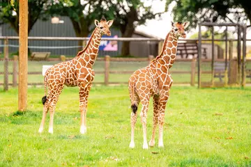 Two baby giraffe calves pictured outdoors in their paddock 