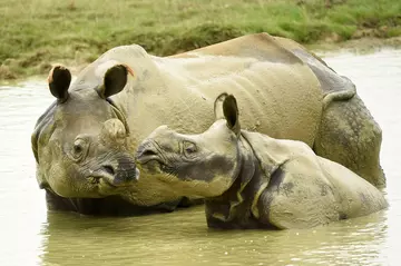 A mother greater one horned rhino bathes in some muddy water alongside her calf