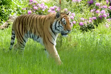 Amur tiger Whipsnade Zoo