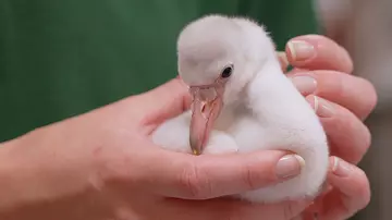 Zookeeper holding flamingo chick