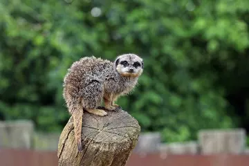 A meerkat perched on top of a wooden post, looking inquisitively into the camera