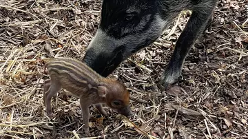 Viyasa warty pig