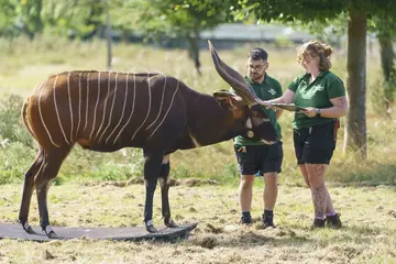 Zookeepers Adam Davinson and Helen Rawson weigh male Bongo, Pembe, at Whipsnade Zoo's annual weigh in