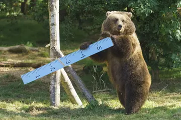 European brown bear plays with measuring stick during whipsnade zoo's annual weigh in