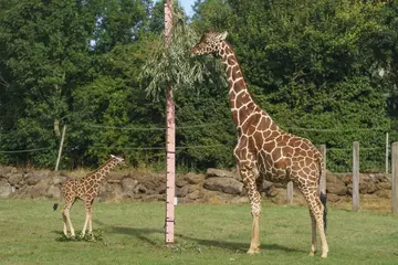 Male reticulated giraffe calf approaches 16 foot high measuring stick, where dad Bashu is already browsing on some willow branch secured at the top