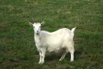 A Cashmere goat stares into the camera at Whipsnade Zoo