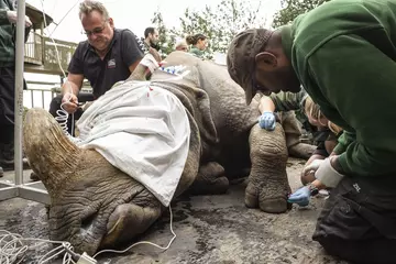 Whipsnade Zoo's vets also used the procedure to complete health checks for Behan. Here, Whipsnade Zoo's vets draw blood from her foot