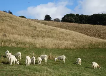 Cashmere goats grazing the downs at Whipsnade Zoo