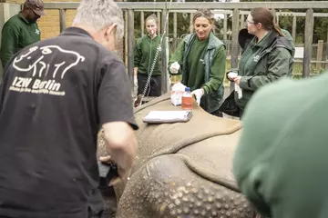 Dr Taina Strike and Whipsnade Zoo's vets preparing Behan for her ultrasound and health check 