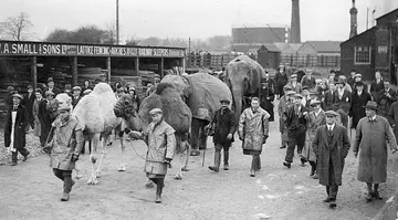 Camels and elephants being led to Whipsnade Zoo in 1932