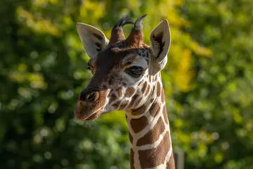 Giraffe at Whipsnade Zoo