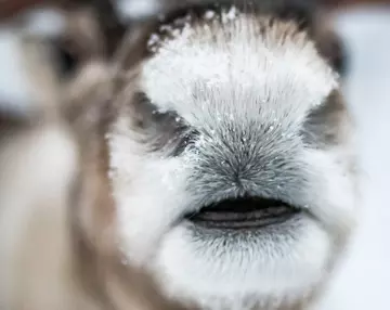 Close up of reindeer nose