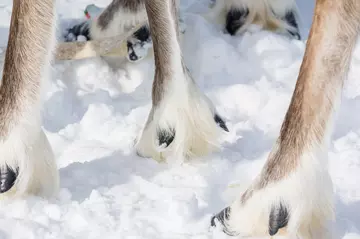 Reindeer hooves on snow