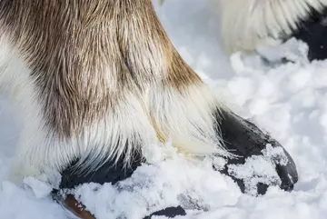 Close up of reindeer hooves