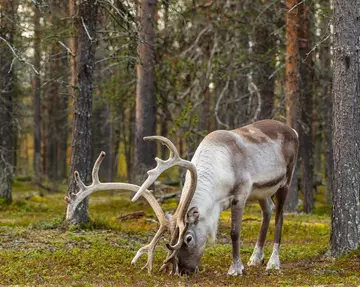 Reindeer in a forest eating lichen