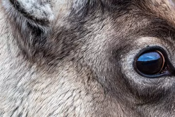 Reindeer eye