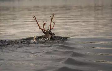 Reindeer swimming