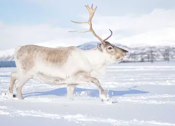 Reindeer going through snow