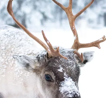 Reindeer antlers