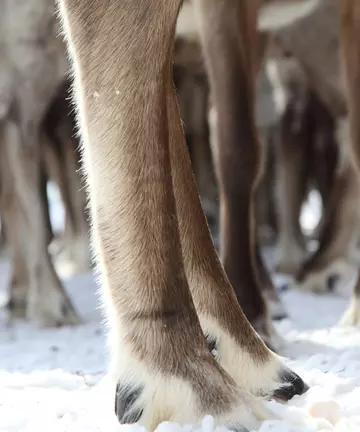 Reindeer legs