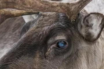 Reindeer eye