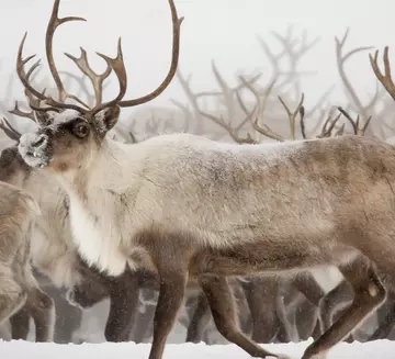 Snow on reindeer 