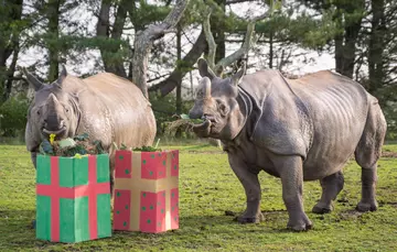 Greater one-horned rhino Christmas presents Whipsnade Zoo 