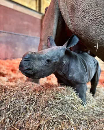 Khulu baby rhino calf Whipsnade Zoo