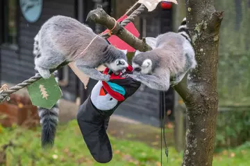 Ring tailed lemurs enjoy xmas stockings at Whipsnade Zoo 