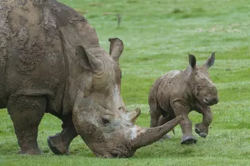 The baby southern white rhino calf and his mum, Fahari, exploring the outdoors at Whipsnade Zoo