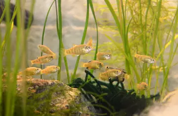 A shoal of Boxer pupfish 