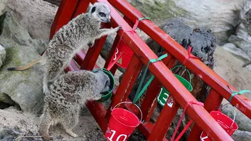 Meerkats at Whipsnade Zoo Christmas 