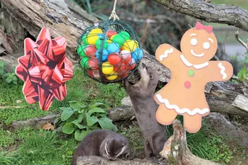 Otter xmas joy at Whipsnade Zoo 