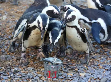 Penguins with a Christmas dinner 