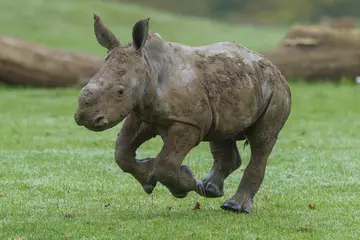 Baby southern white rhino born October running outside for the first time