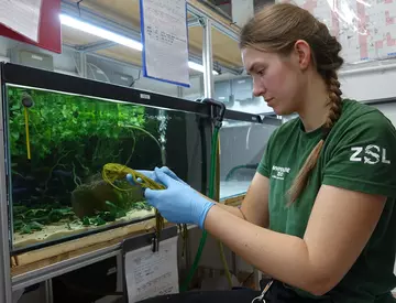 Zookeeper Lucy Herbert carefully collects tiny pupfish eggs from green wool at Whipsnade Zoo