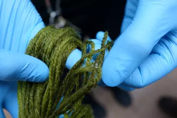 Three tiny translucent Boxer pupfish eggs on wool 