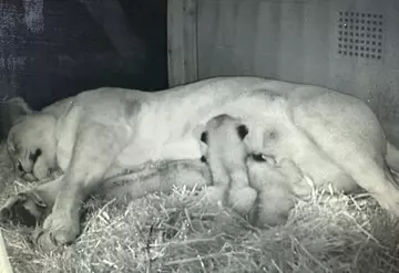 African lioness Winta nurses her three newborn cubs at night inside their cosy den