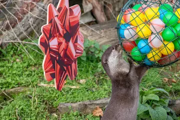 An otter explores a circular netted ball filled with multi-coloured balls