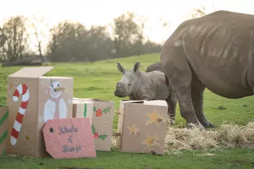 Rhino calf enjoying Christmas presents