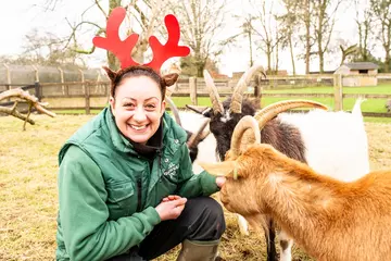 Keeper Alex poses with festive antlers on with two goats