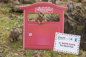 Meerkats explore a festive post box