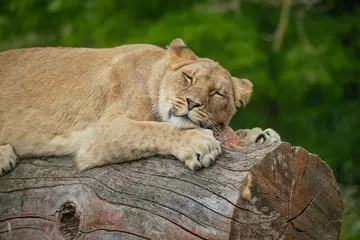 Mum winta sleeping on a log 